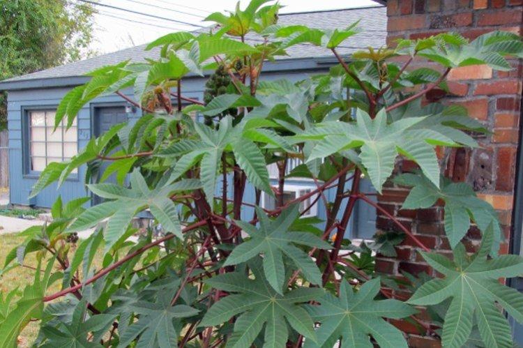 Клещевина – фото