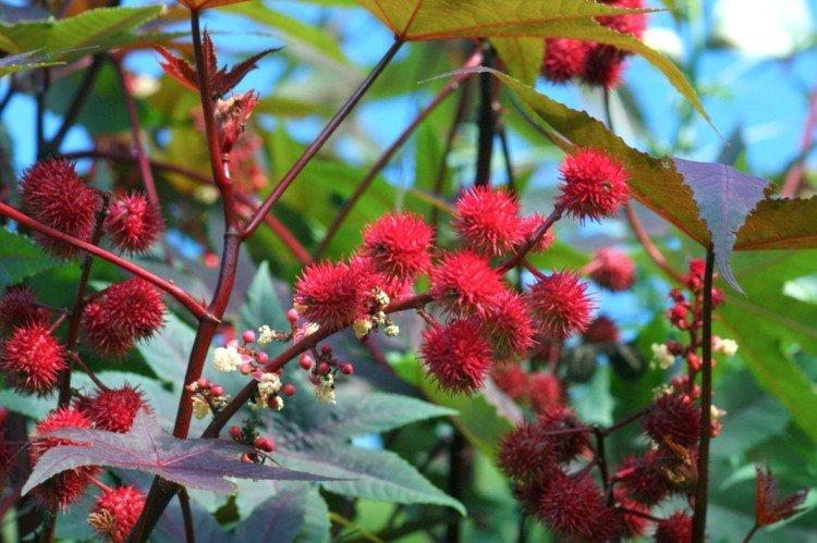 Клещевина – фото