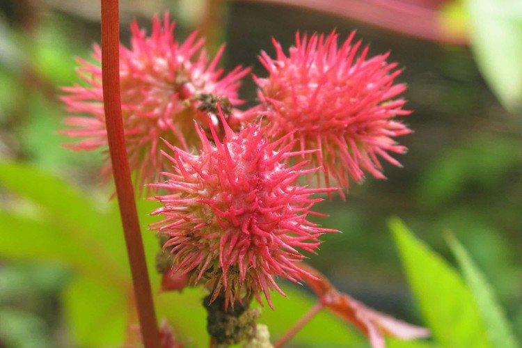 Клещевина – фото