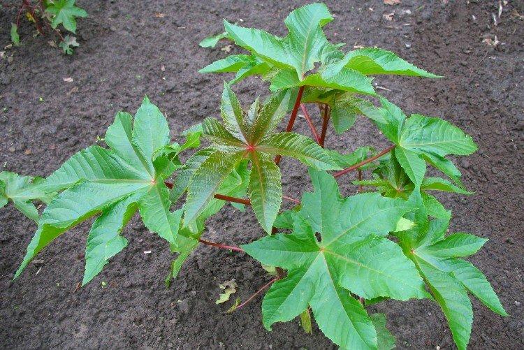 Клещевина – фото