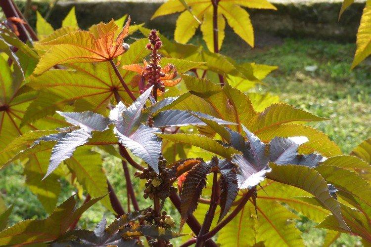 Клещевина – фото