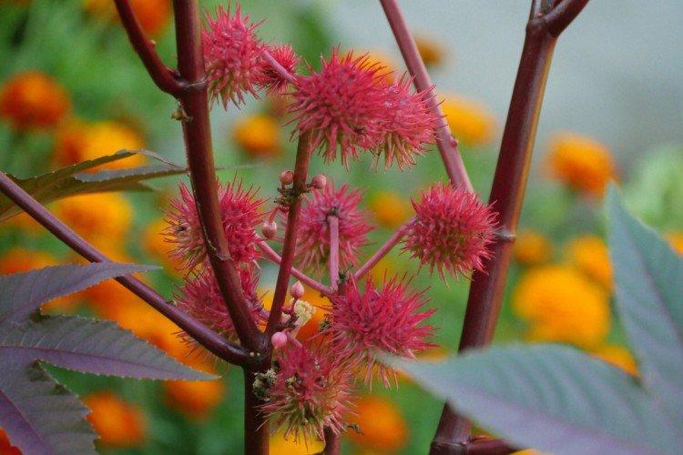 Клещевина – фото