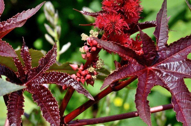 Занзибарская клещевина