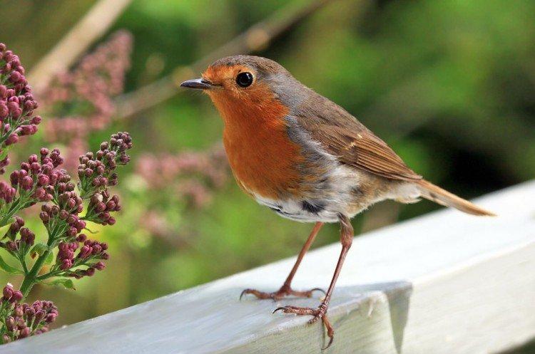 Места обитания