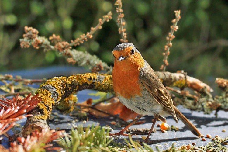 Малиновка – фото