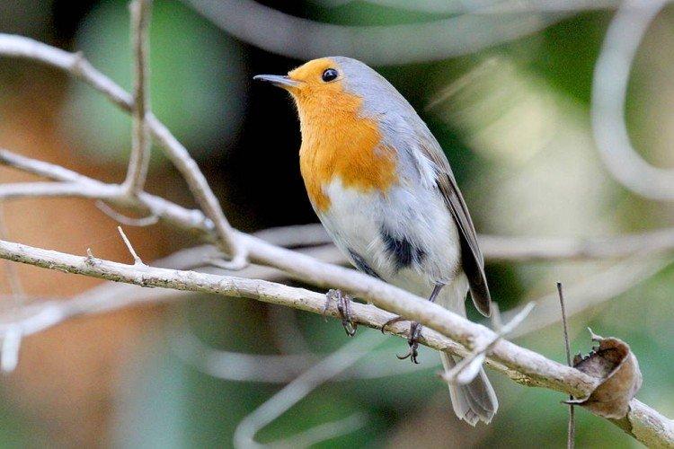 Малиновка – фото