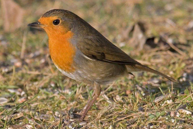 Малиновка – фото