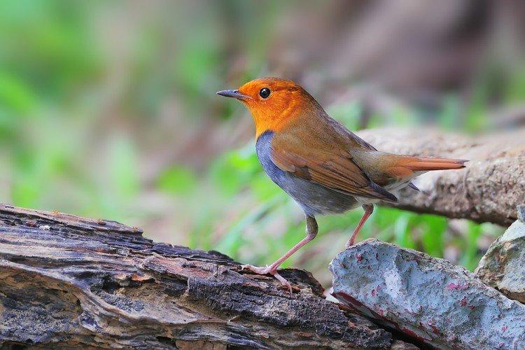 Японская зарянка