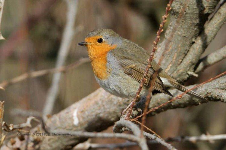 Яванская малиновка