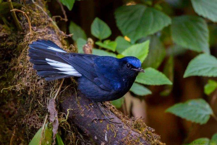 Белохвостая зарянка