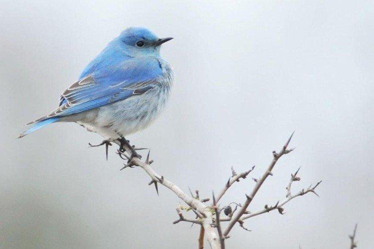 Сине-голубая малиновка