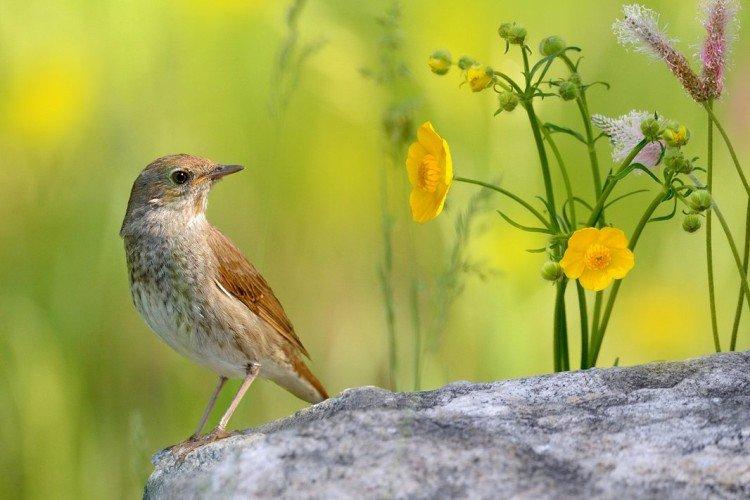 Соловей – фото