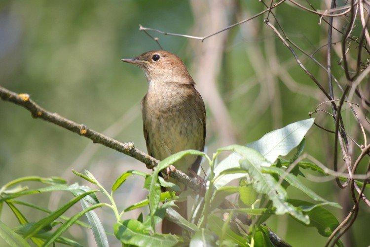 Соловей – фото