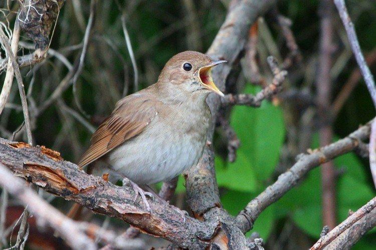 Соловей – фото