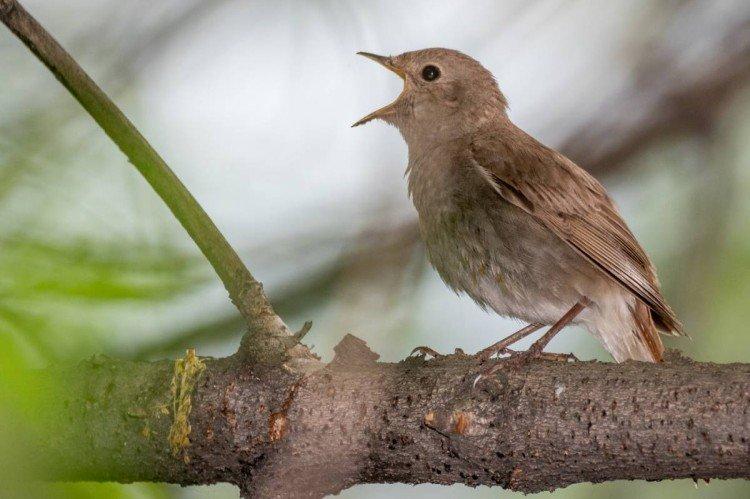 Соловей – фото