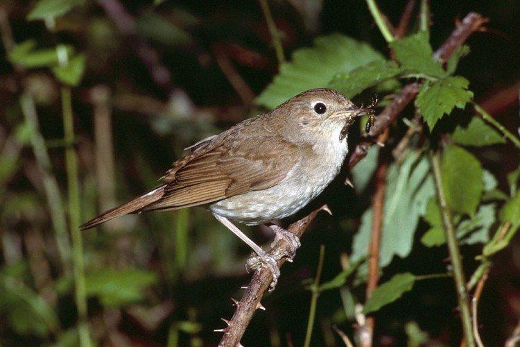 Соловей – фото