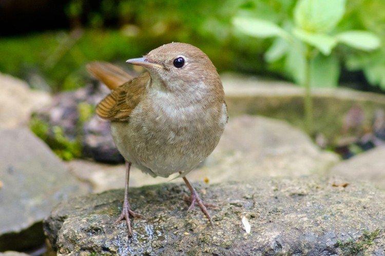 Соловей – фото