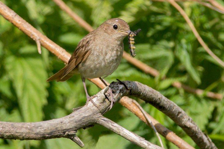 Соловей – фото