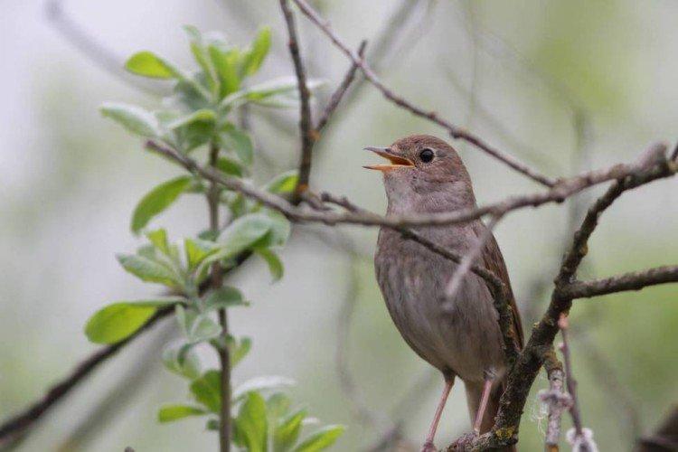 Соловей – фото