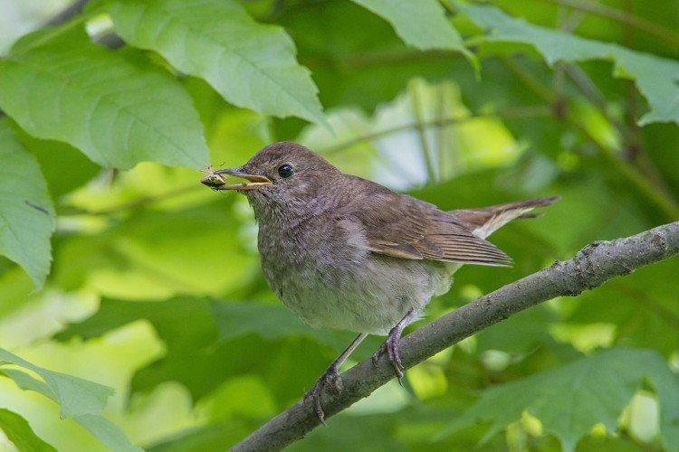 Соловей – фото