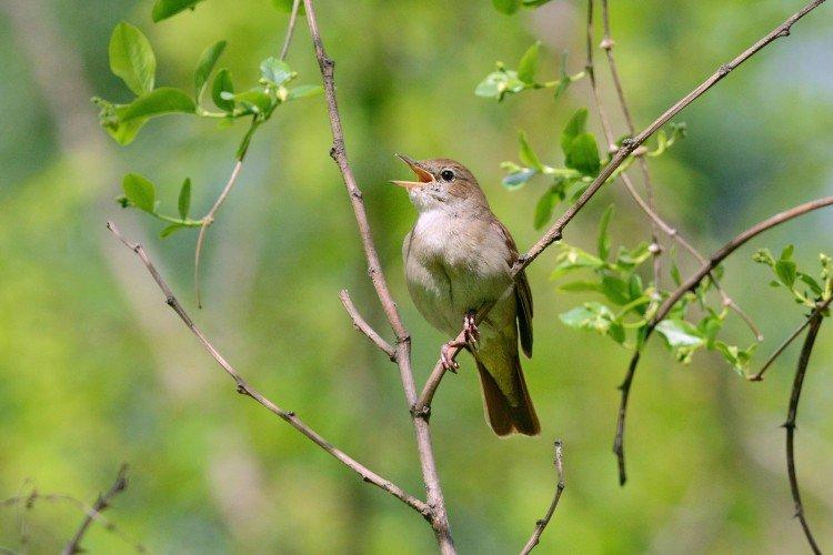 Виды соловьев