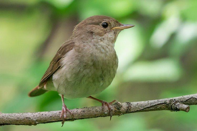 Содержание в неволе