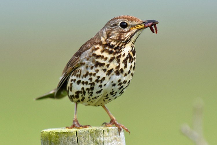 Дрозд деряба