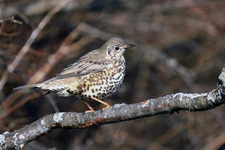 Места обитания