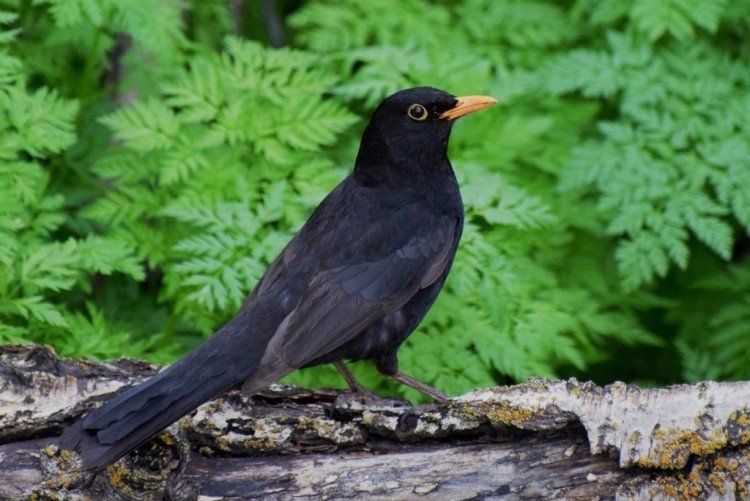 Самец и самка дрозда: отличия