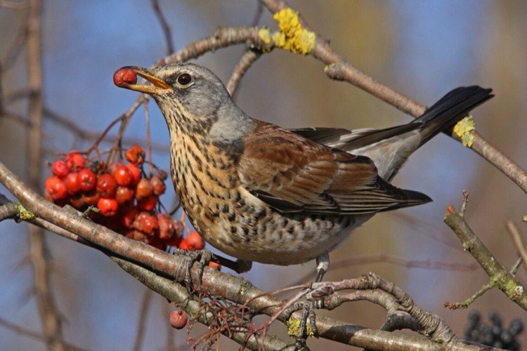 Дрозды – фото птицы