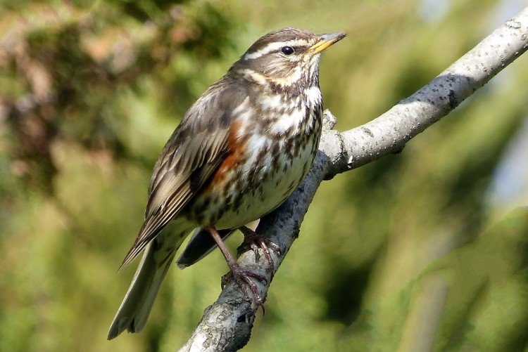 Дрозды – фото птицы