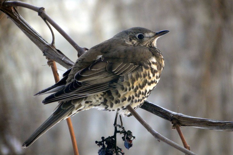 Дрозды – фото птицы