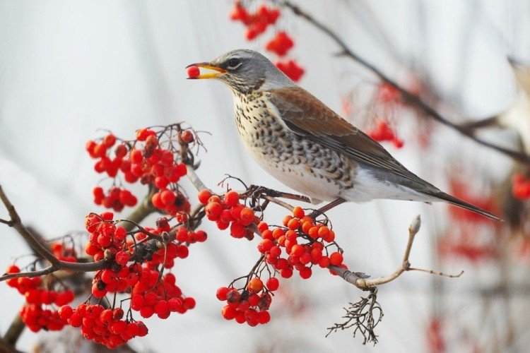 Дрозды – фото птицы