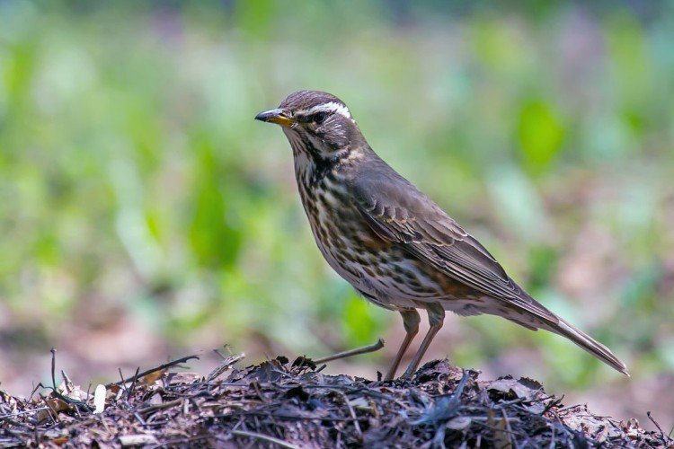 Дрозды – фото птицы