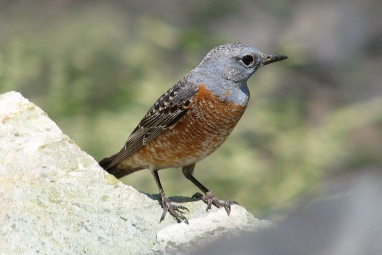 Дрозды – фото птицы