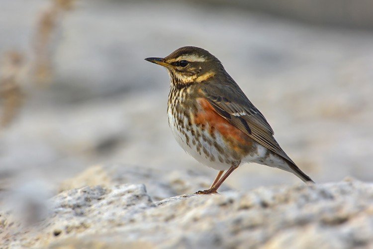 Дрозды – фото птицы