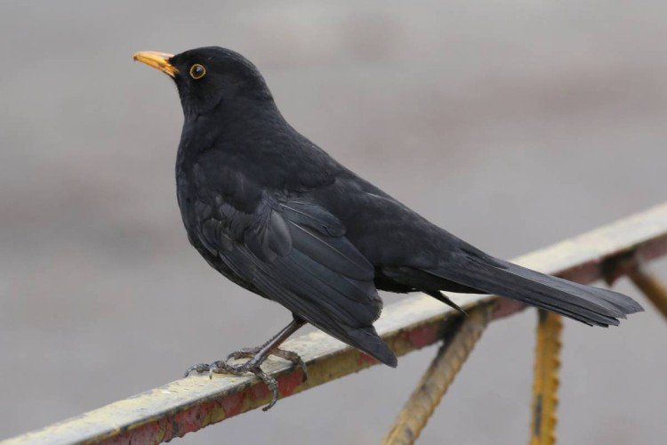 Дрозды – фото птицы