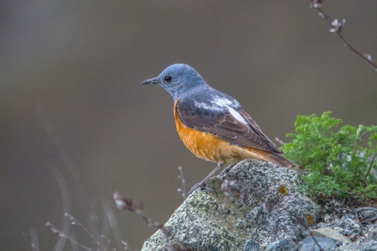 Дрозды – фото птицы