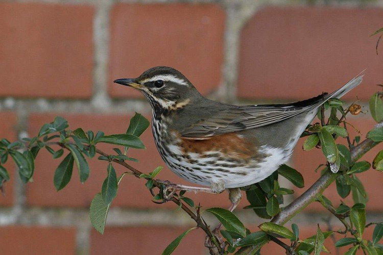 Дрозды – фото птицы