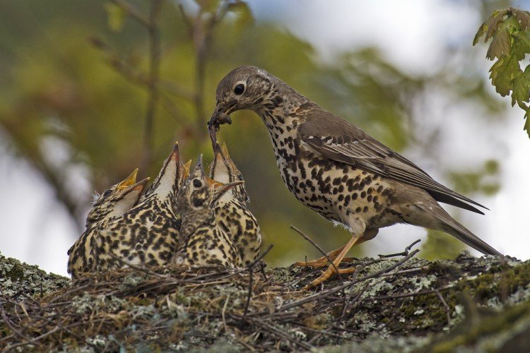 Дрозды – фото птицы