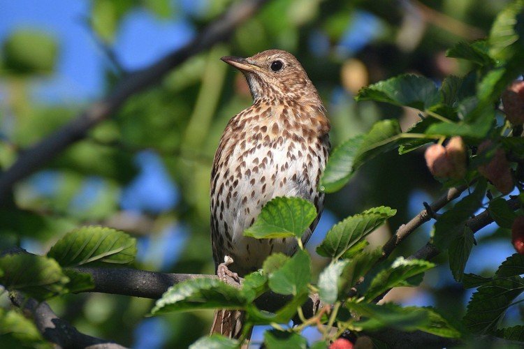 Певчий дрозд