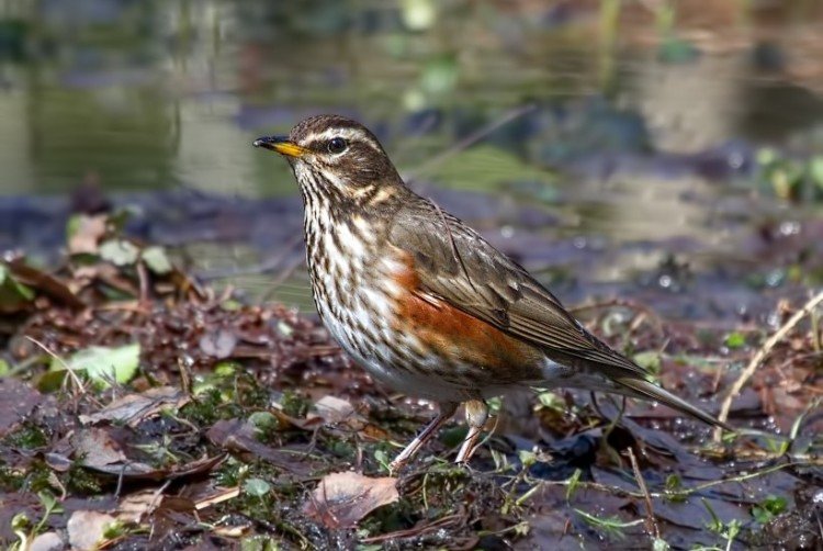 Дрозд-белобровик