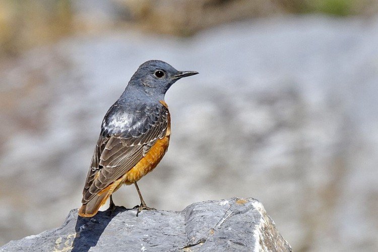 Лесной дрозд