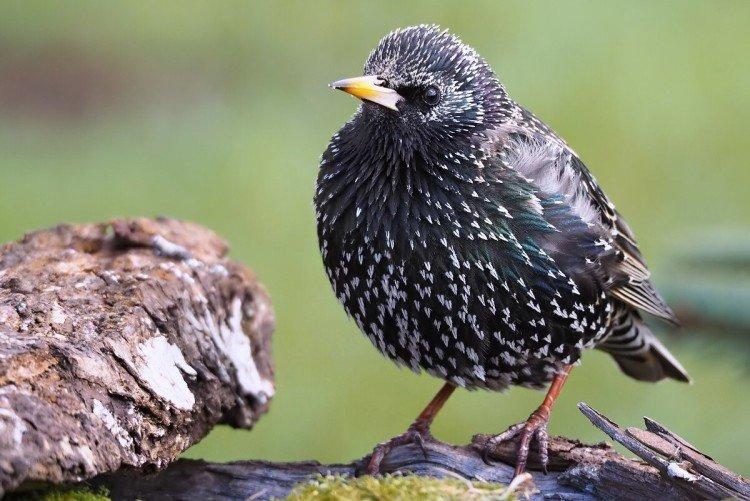 Естественные враги