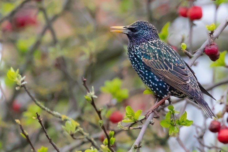 Вред от скворцов