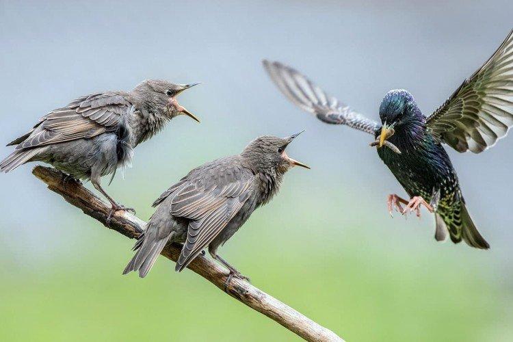 Скворцы – фото