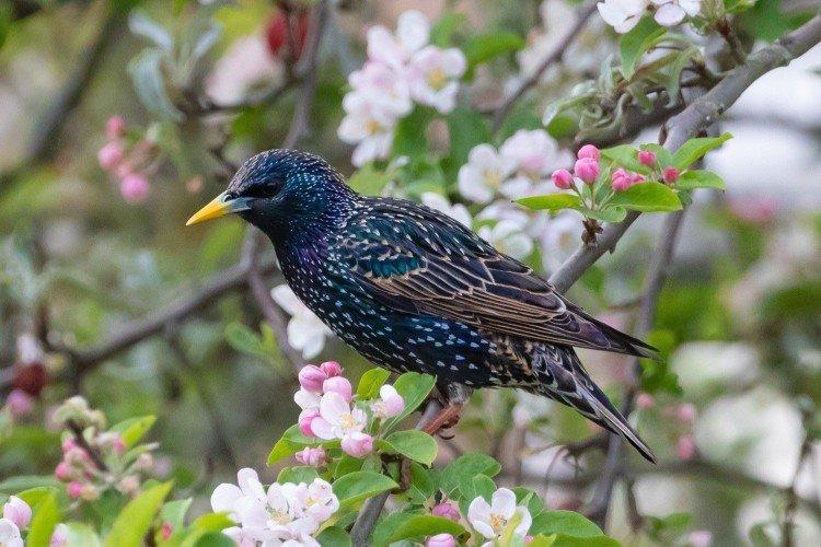 Скворцы – фото