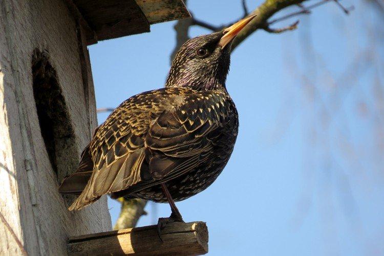 Скворцы – фото