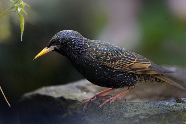 Скворцы – фото