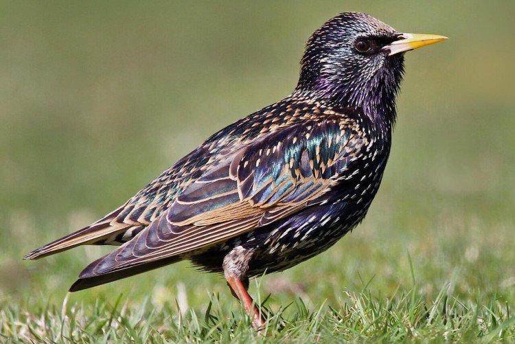 Скворцы – фото